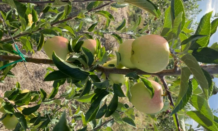 Продам Яблоко - фото № 2