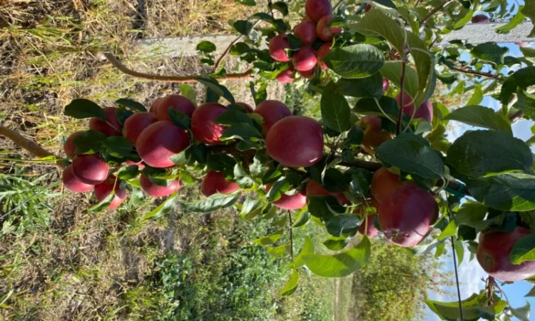 Продам Яблоко - фото № 5