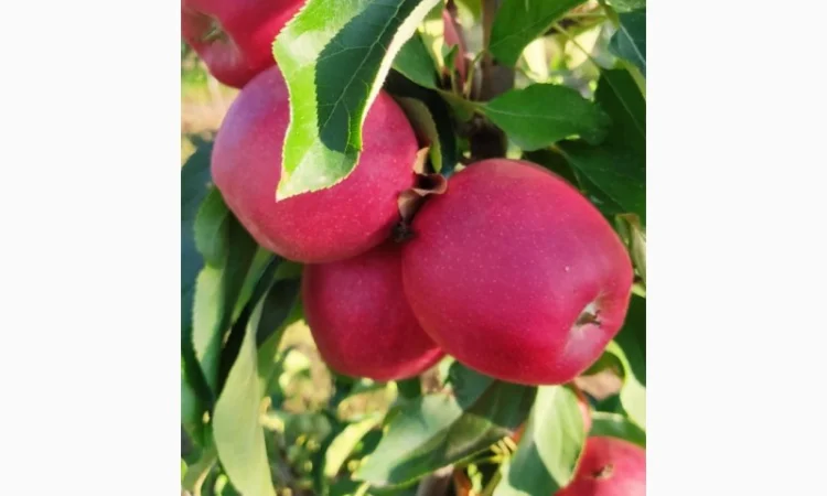 Продам Галу Венус - фото № 1