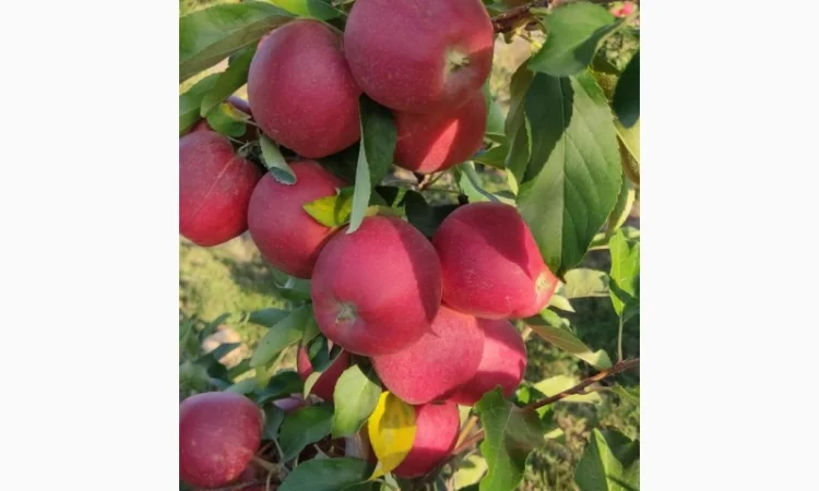 Продам Галу Венус - фото № 2