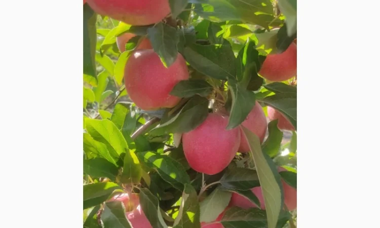 Продам Галу Венус - фото № 5