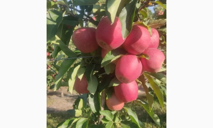 Продам Галу Венус - фото № 6