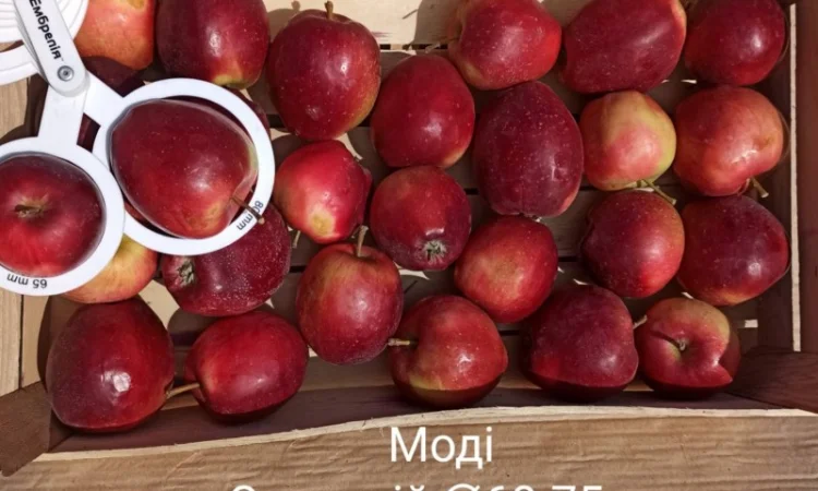 Постійно продаю яблука в асортименті - фото № 1