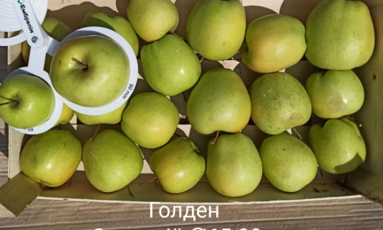 Постійно продаю яблука в асортименті - фото № 2