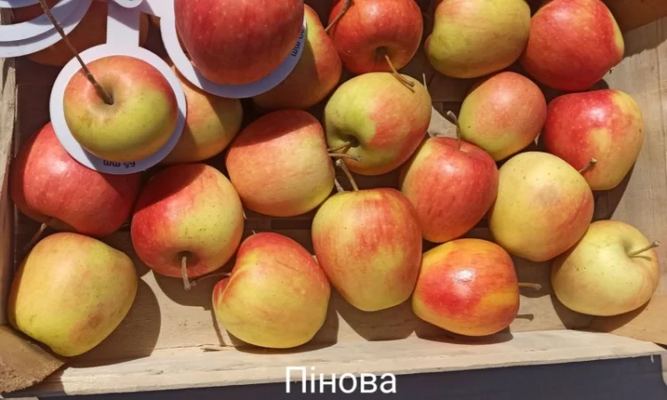 Постійно продаю яблука в асортименті - фото № 3
