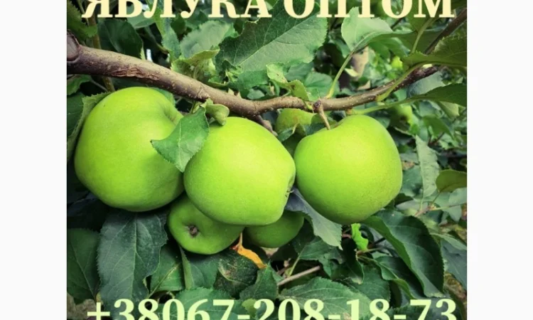 Продаю яблука оптом - фото № 1