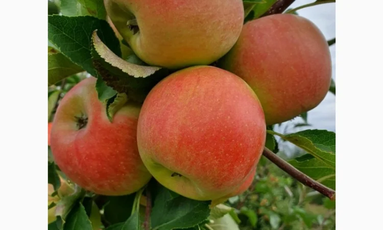 Продаю яблука оптом - фото № 2