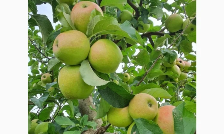 Продаю яблука оптом - фото № 3