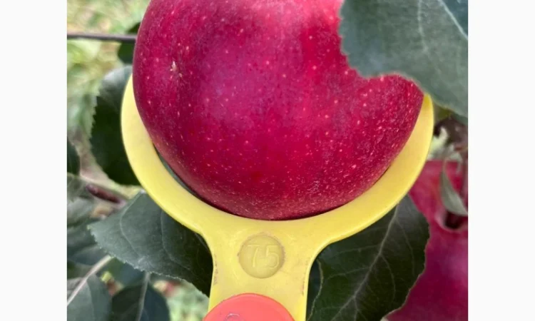 Продам яблука Гала Шнікорет, а також є сорти:джеромін, шолден, ерован, фуджі сан, голден парсі - фото № 1