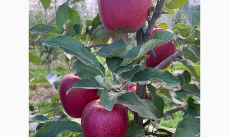 Продам яблука Гала Шнікорет, а також є сорти:джеромін, шолден, ерован, фуджі сан, голден парсі - фото № 2