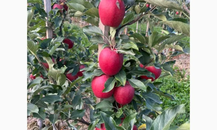 Продам яблука Гала Шнікорет, а також є сорти:джеромін, шолден, ерован, фуджі сан, голден парсі - фото № 3