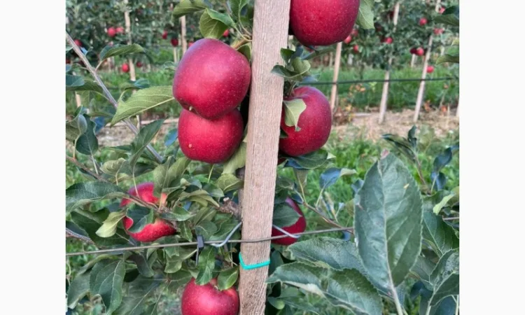 Продам яблука Гала Шнікорет, а також є сорти:джеромін, шолден, ерован, фуджі сан, голден парсі - фото № 5