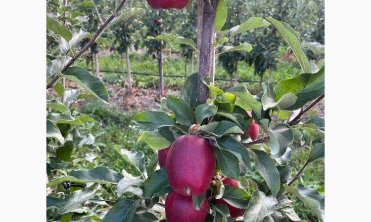 Продам яблука Гала Шнікорет, а також є сорти:джеромін, шолден, ерован, фуджі сан, голден парсі - фото № 6