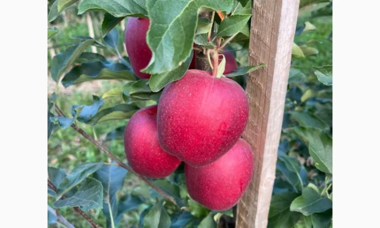 Продам яблука Гала Шнікорет, а також є сорти:джеромін, шолден, ерован, фуджі сан, голден парсі - фото № 7