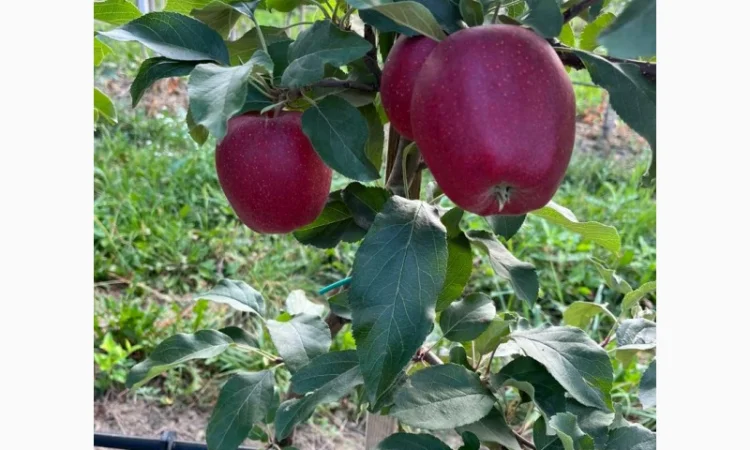 Продам яблука Гала Шнікорет, а також є сорти:джеромін, шолден, ерован, фуджі сан, голден парсі - фото № 8