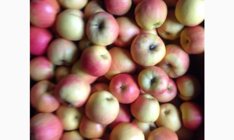 Прдам з складу яблука сорту айдаред - фото № 1