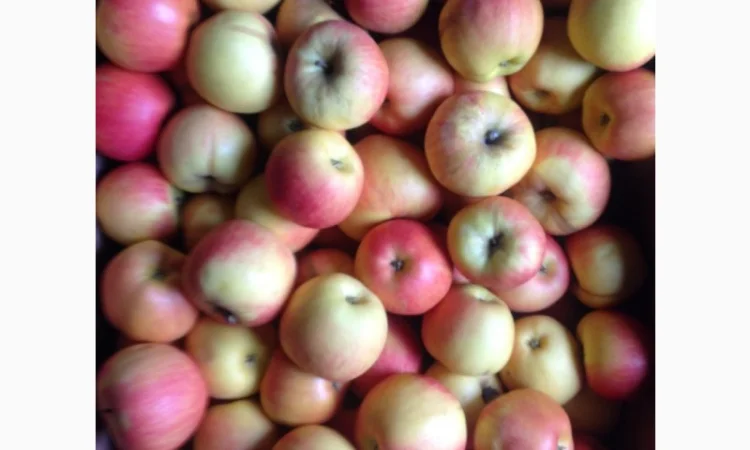 Прдам з складу яблука сорту айдаред - фото № 2