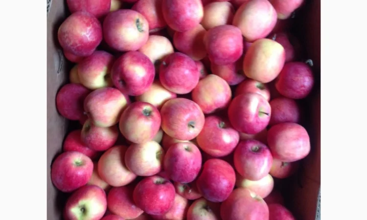 Прдам з складу яблука сорту айдаред - фото № 3