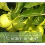 Куплю яблоко в любом количестве - фото № 1