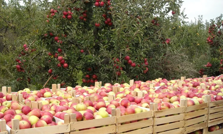 Куплю на переработку яблоко - фото № 1