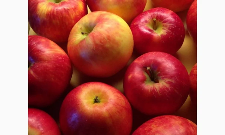 Купую яблука на переробку - фото № 1