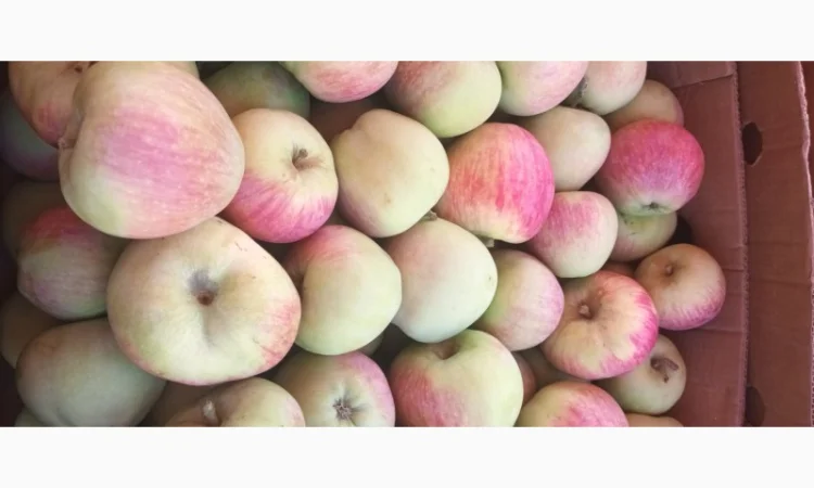 Продам яблоки летний сорт Пирус - фото № 1