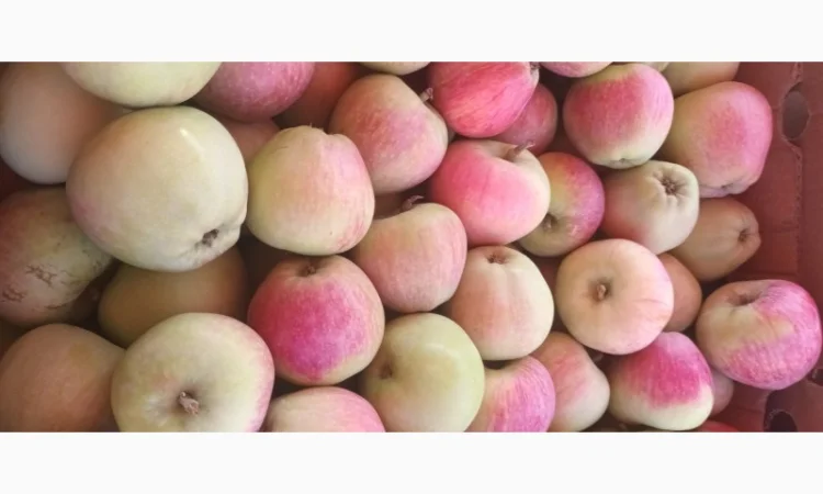 Продам яблоки летний сорт Пирус - фото № 2