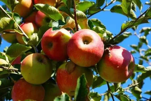 Закупаем яблоки на переработку - фото № 1