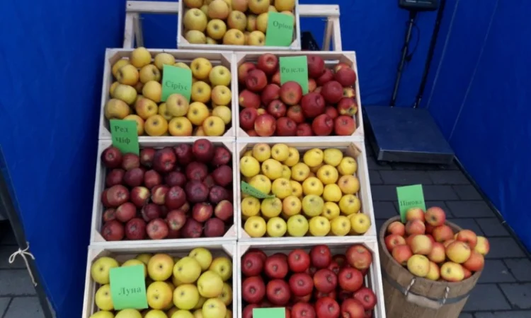 Продам Яблуко опт - фото № 1