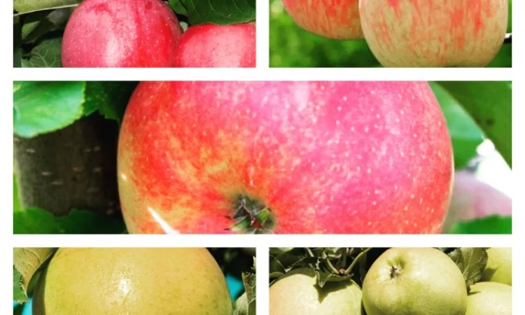 Фермерське господарство продасть опт яблука більше 15 сортів - фото № 1