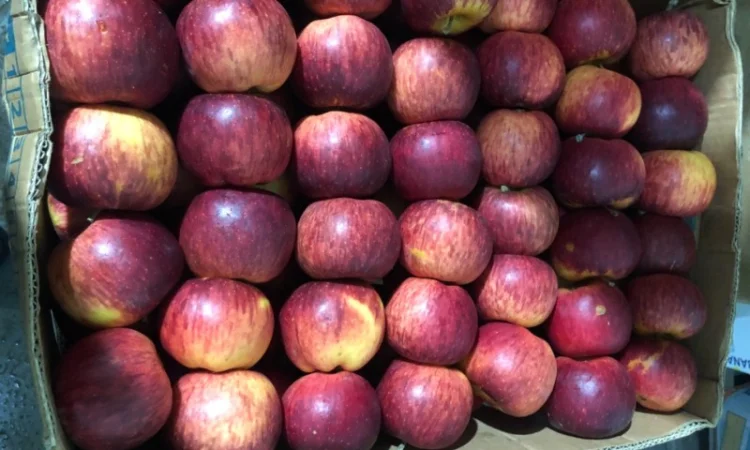 Продам яблука - фото № 1