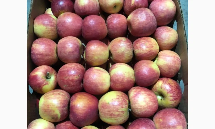 Продам яблука - фото № 2