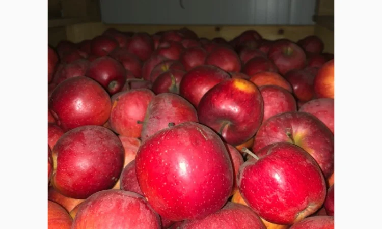 Продам яблука - фото № 5