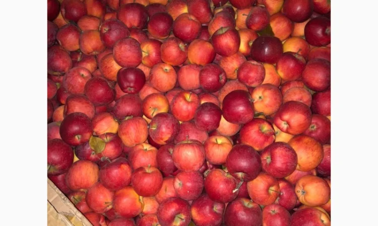 Продам яблука - фото № 6