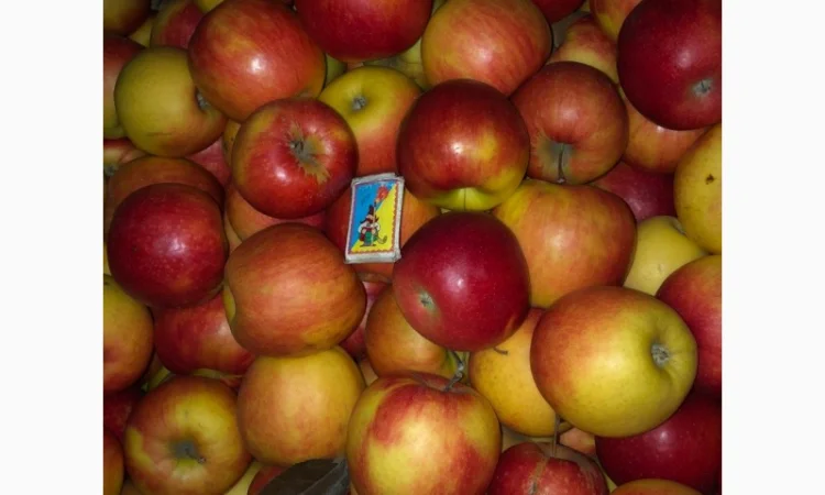 Продам яблука - фото № 7