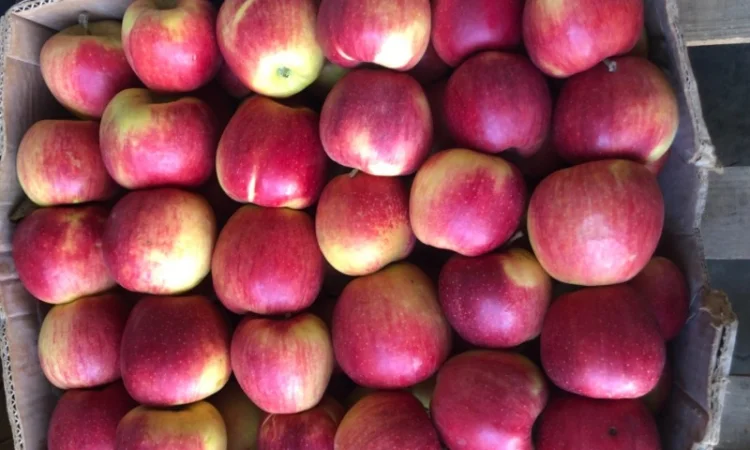 Продам яблука - фото № 8