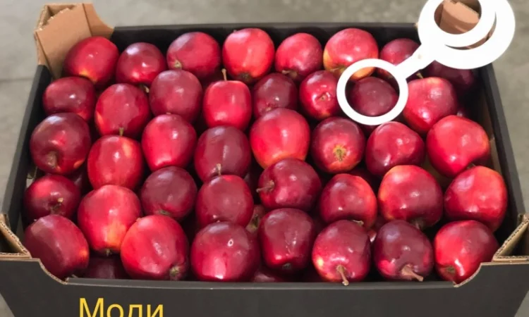 Яблука продажа. Опт. Холодильник смарт фреш Голден, черний принц, ред чіф - фото № 2