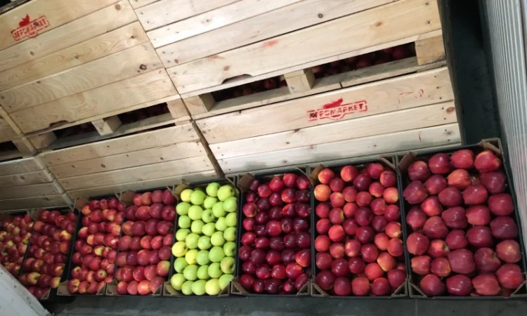 Яблука продажа. Опт. Холодильник смарт фреш Голден, черний принц, ред чіф - фото № 3