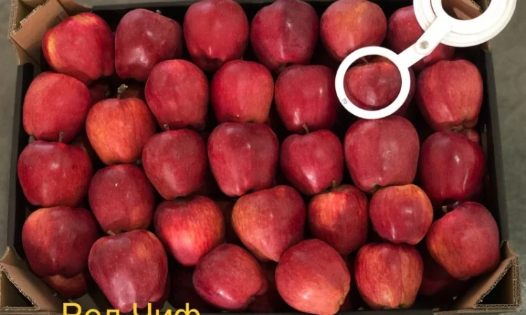 Яблука продажа. Опт. Холодильник смарт фреш Голден, черний принц, ред чіф - фото № 4