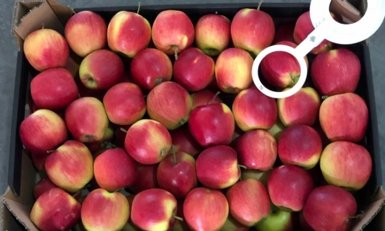 Яблука продажа. Опт. Холодильник смарт фреш Голден, черний принц, ред чіф - фото № 5