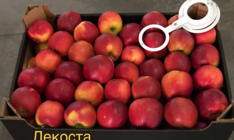 Яблука продажа. Опт. Холодильник смарт фреш Голден, черний принц, ред чіф - фото № 6