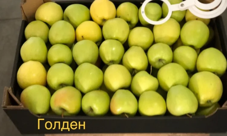 Яблука продажа. Опт. Холодильник смарт фреш Голден, черний принц, ред чіф - фото № 7
