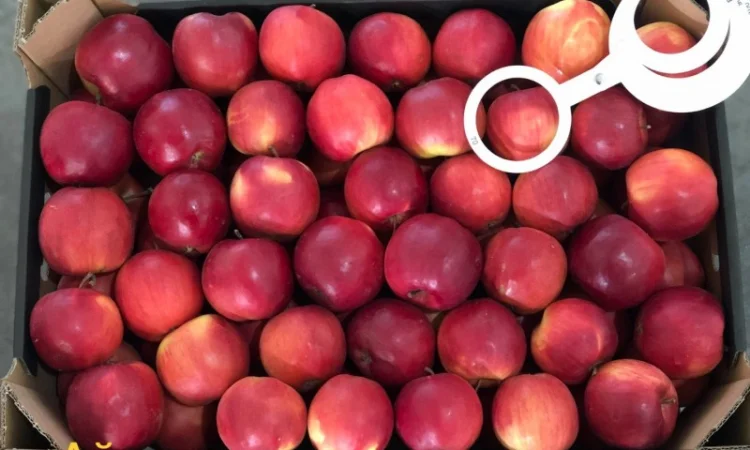 Яблука продажа. Опт. Холодильник смарт фреш Голден, черний принц, ред чіф - фото № 8