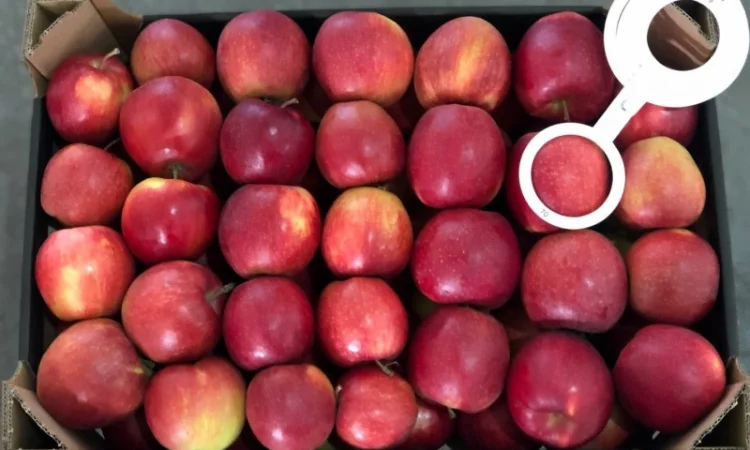 Яблука продажа. Опт. Холодильник смарт фреш Голден, черний принц, ред чіф - фото № 9