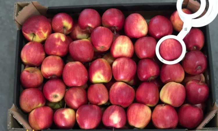 Яблука продажа. Опт. Холодильник смарт фреш Голден, черний принц, ред чіф - фото № 10