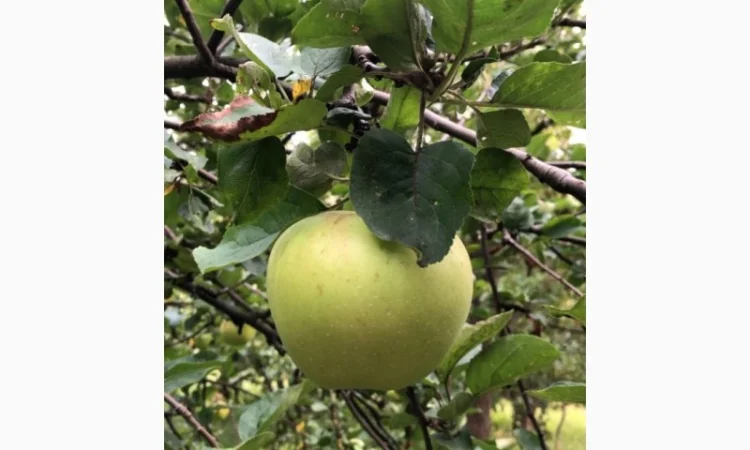 Купимо яблука Семиренко оптом від 20 тон - фото № 1