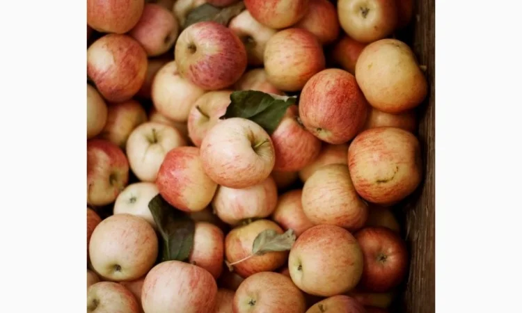 Купимо яблука другого сорту від 20 тон - фото № 1