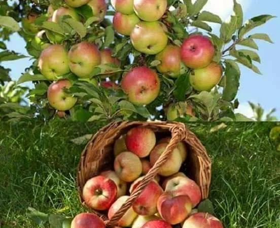 Шукаємо постачальників яблук по всій Україні від 10 тон - фото № 1