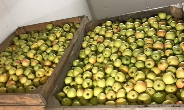 Продам яблуко різних сортів, гарної якості - фото № 9