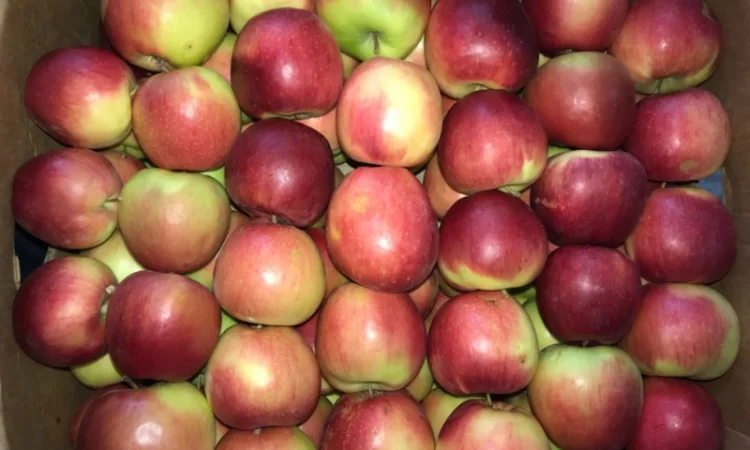 Продам яблуко різних сортів, гарної якості - фото № 1